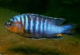 Metriaclima Flavifemina