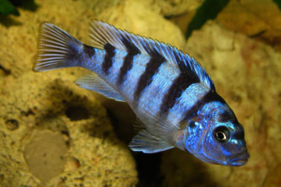 Metriaclima Lombardoi