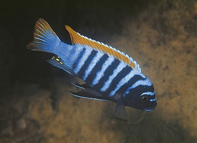 Metriaclima Pyrsonotus Nakantenga