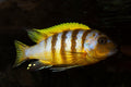 Metriaclima Red Top Galireya Reef