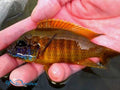 Metriaclima Red Top Mbenji