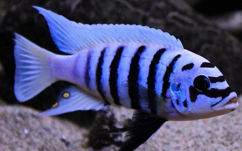 Metriaclima 'Zebra Chilumba'