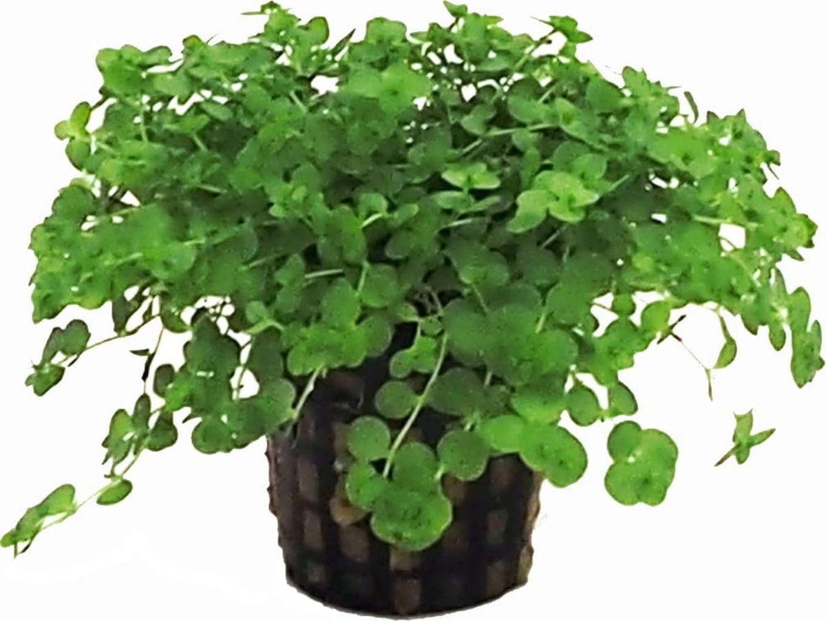 Micranthemum Umbrosum