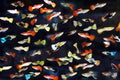Guppy - mixed (Male & Female)