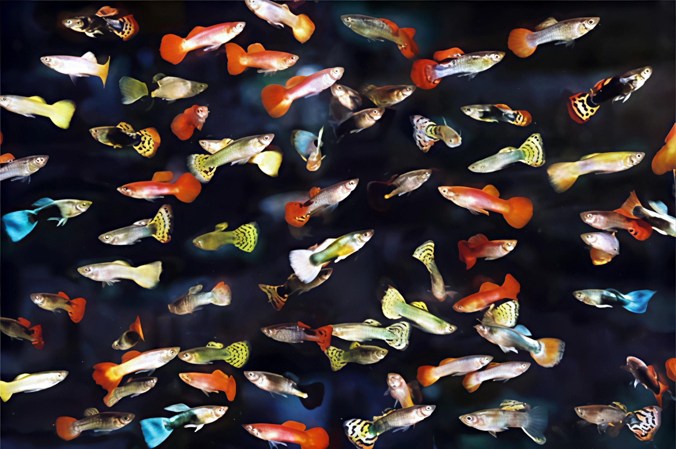 Guppy - mixed (Male & Female)