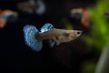 Mosaic Guppy FEMALES