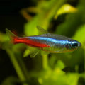 Neon Tetra