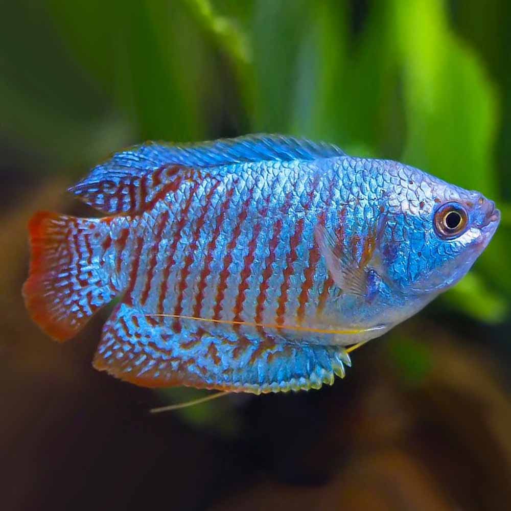 Neon Blue Dwarf Gourami
