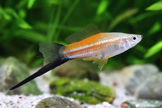 Neon Wagtail Swordtail