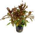 Nesaea Crassicaulis