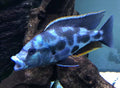 Nimbochromis Livingstonii