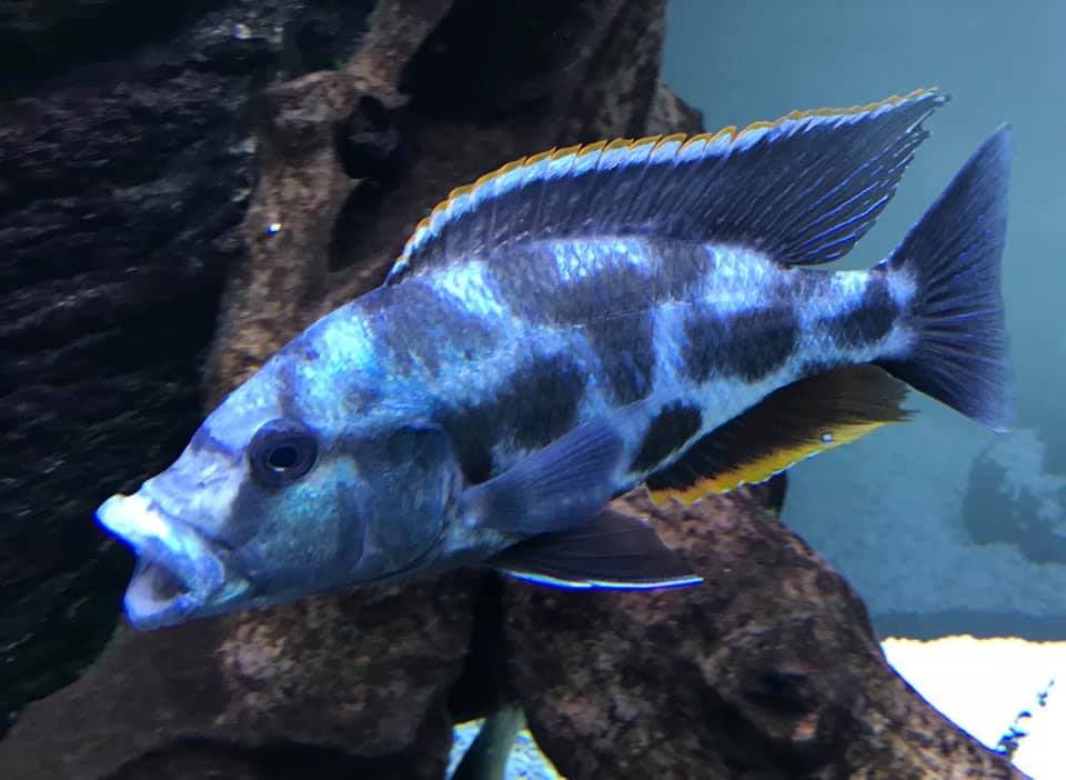 Nimbochromis Livingstonii