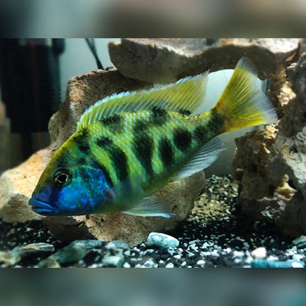 Nimbochromis Venustus
