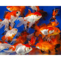 Oranda - Ass