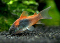 Orange Venezuelan Corydoras