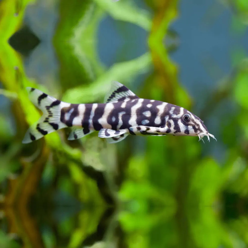 Pakistani Loach