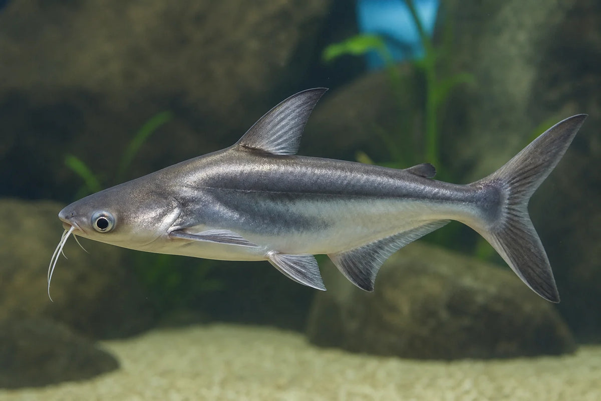 Pangasius