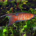 Paradise Fish