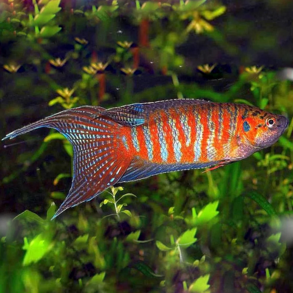 Paradise Fish