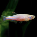 Pearl Danio