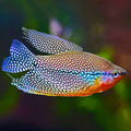 Pearl Gourami
