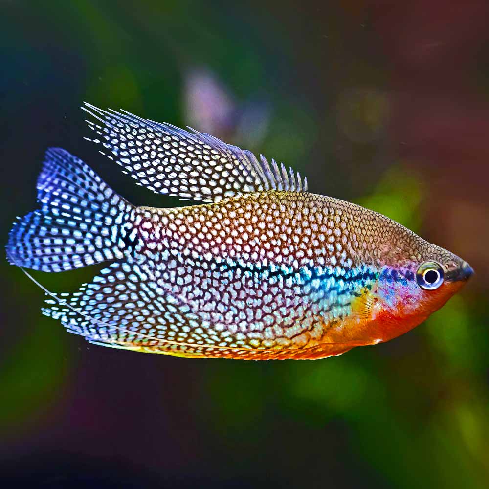 Pearl Gourami