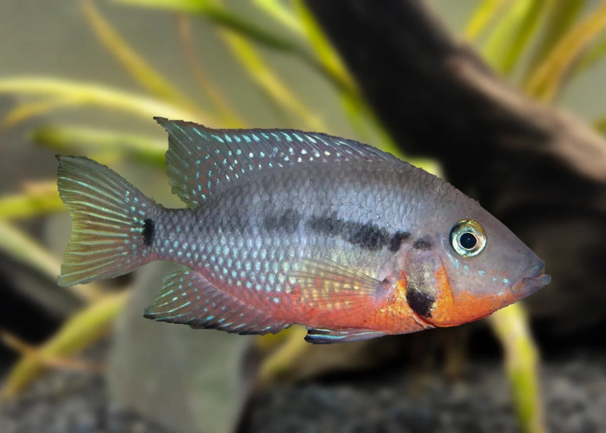 Pearl Spotted Firemouth Cichlid