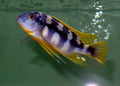 Petrotilapia Chitimba