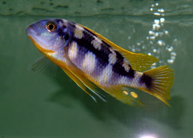 Petrotilapia Chitimba