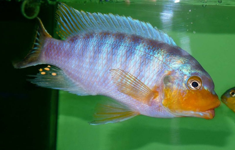 Petrotilapia Yellow Chin