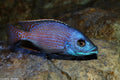 Placidochromis Milomo