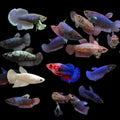 Plakat Bettas MALES assorted
