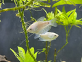 Platinum Gourami