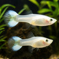 Platinum Guppy FEMALES