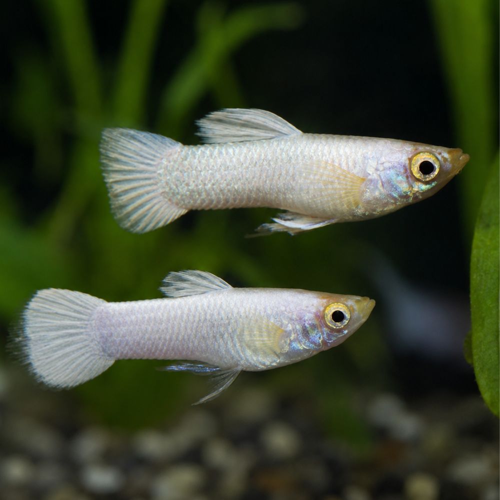 Platinum Guppy Male