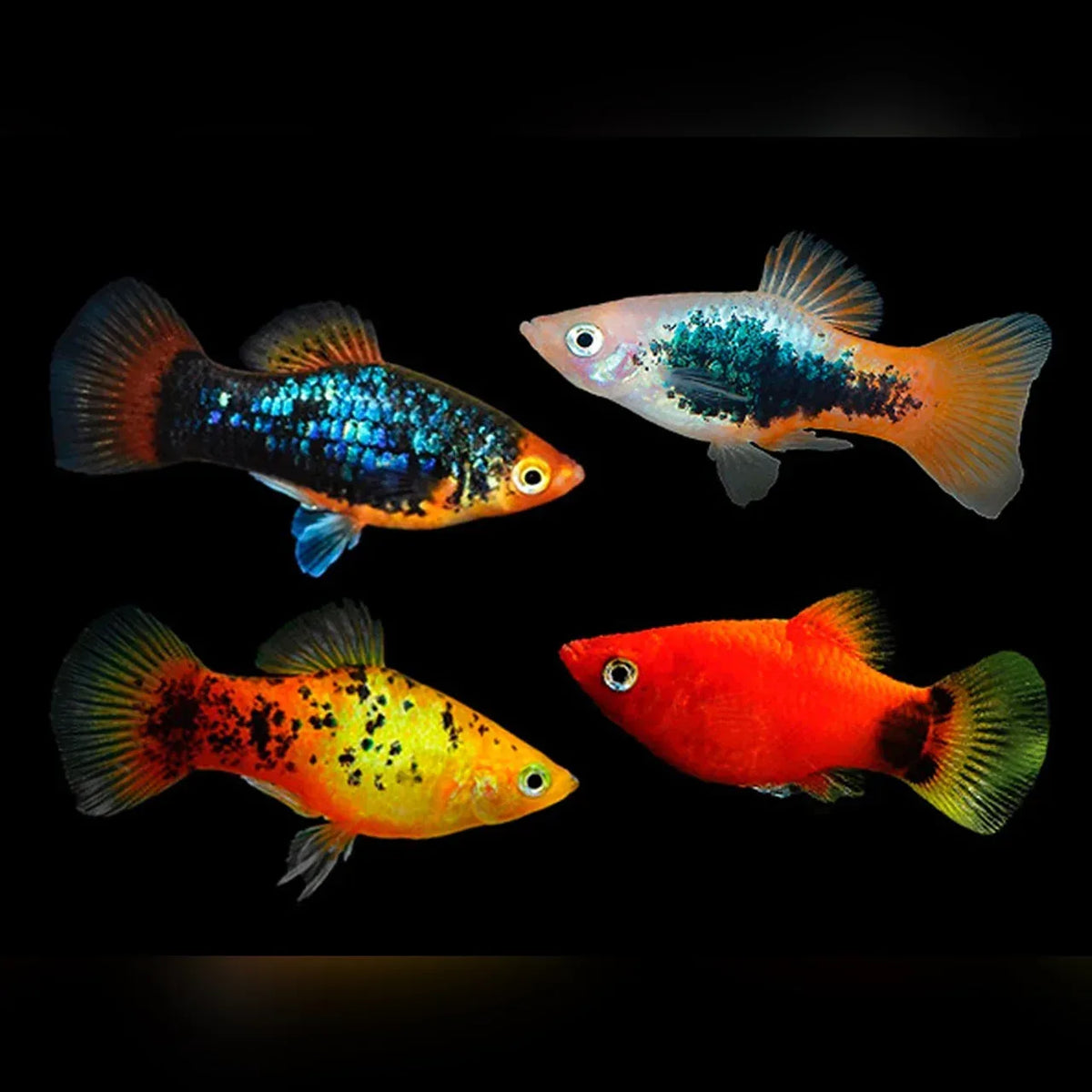 Platies assorted