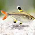 Pristella Tetra