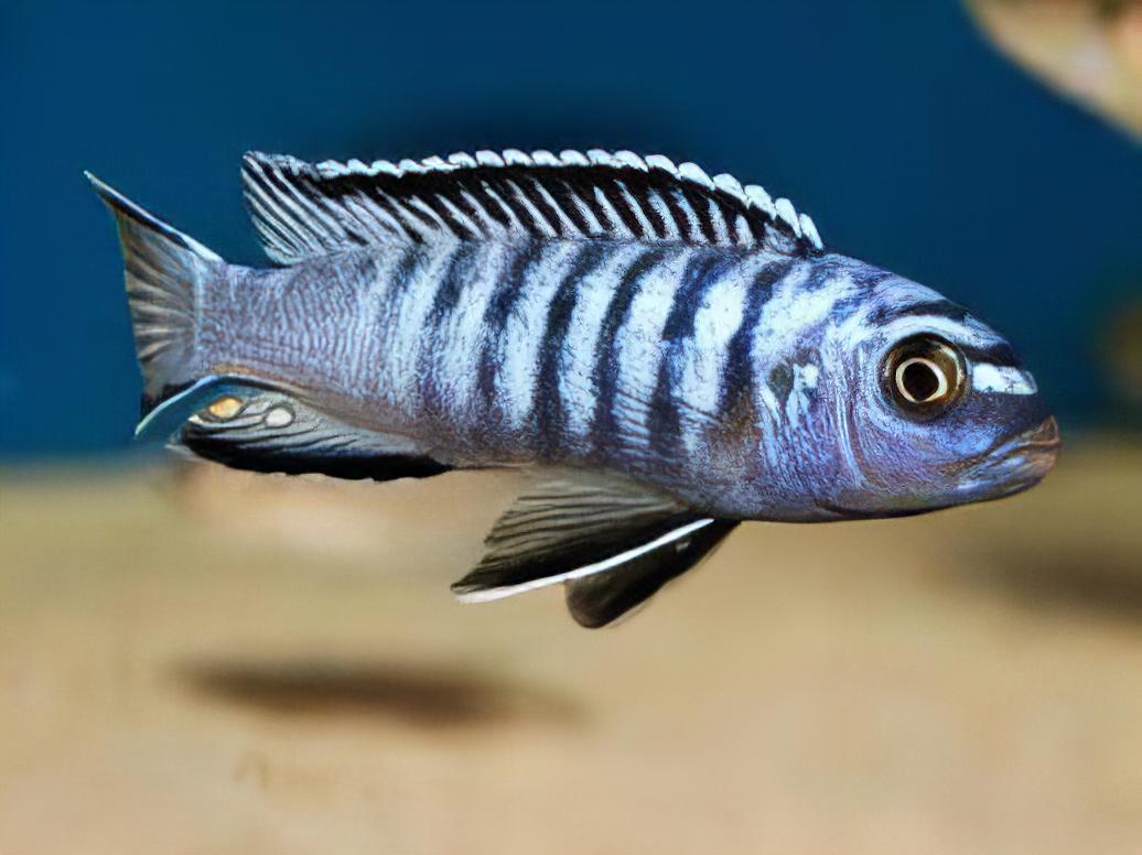 Pseudotropheus Elongatus Ornatus