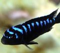 Pseudotropheus Elongatus Neon Spot