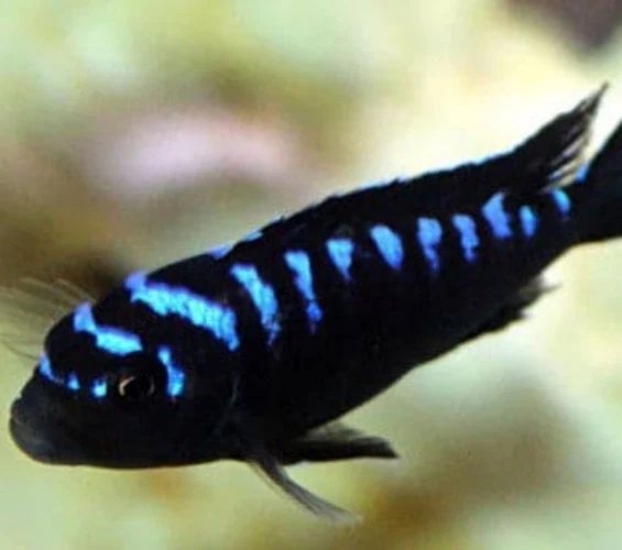 Pseudotropheus Elongatus Neon Spot