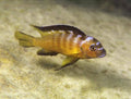 Pseudotropheus Elongatus Usisya