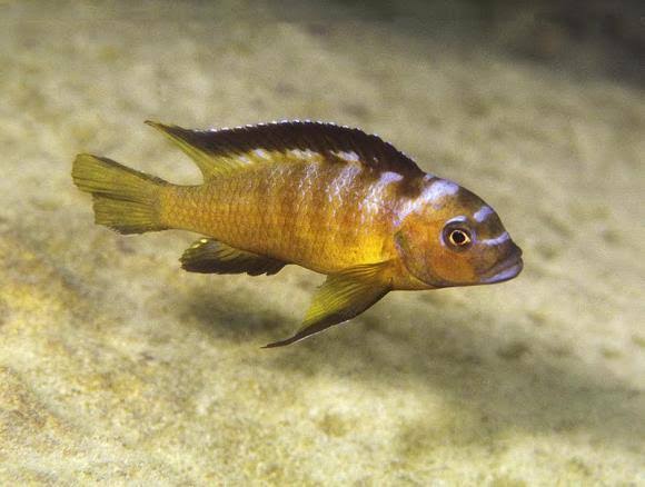 Pseudotropheus Elongatus Usisya