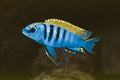 Pseudotropheus Perspicax Puulu