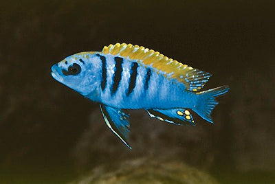 Pseudotropheus Perspicax Puulu