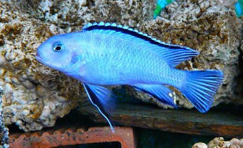 Pseudotropheus Socolofi