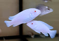 Pseudotropheus Socolofi Albino