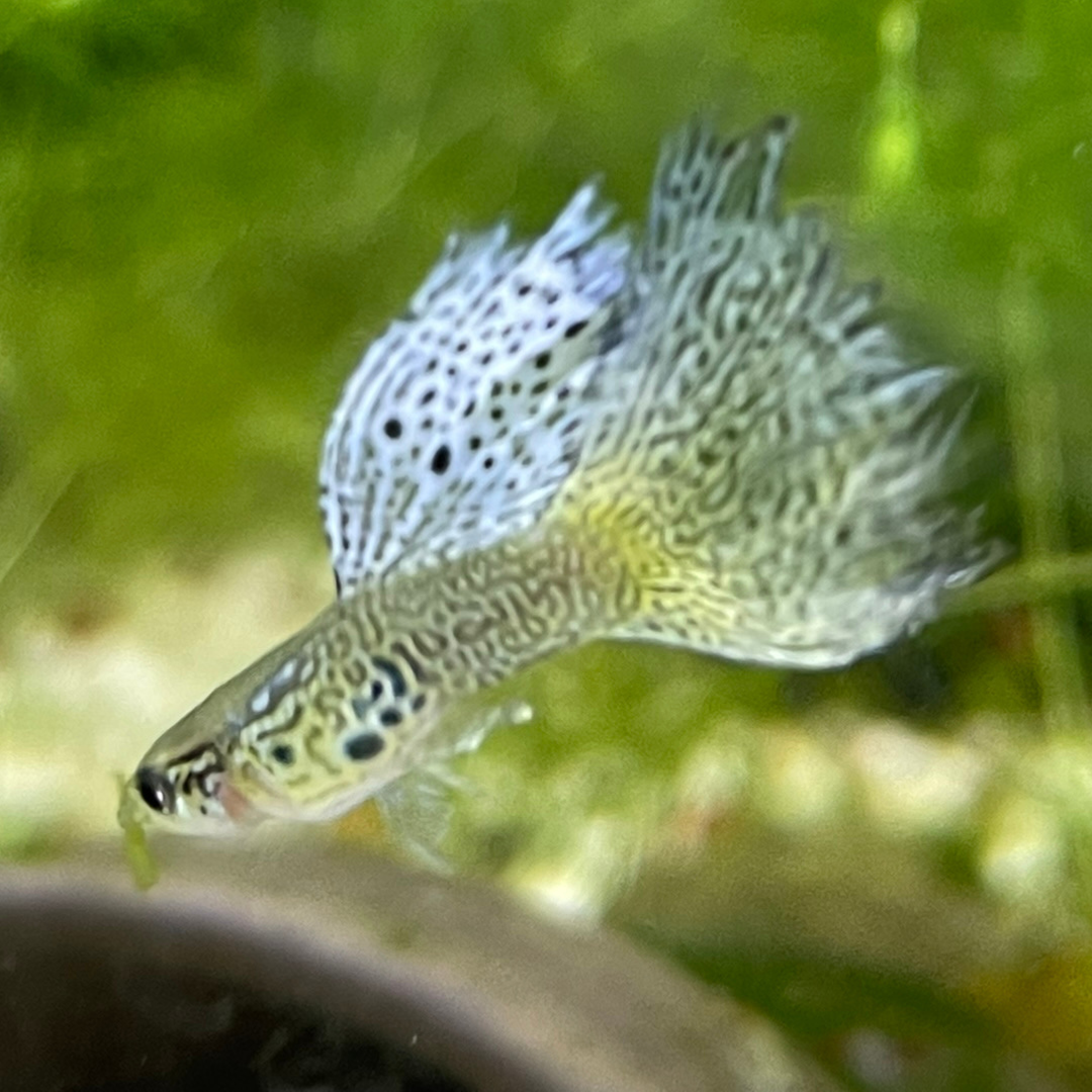 Purple Lace Guppy