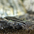 Pygmy Corydoras