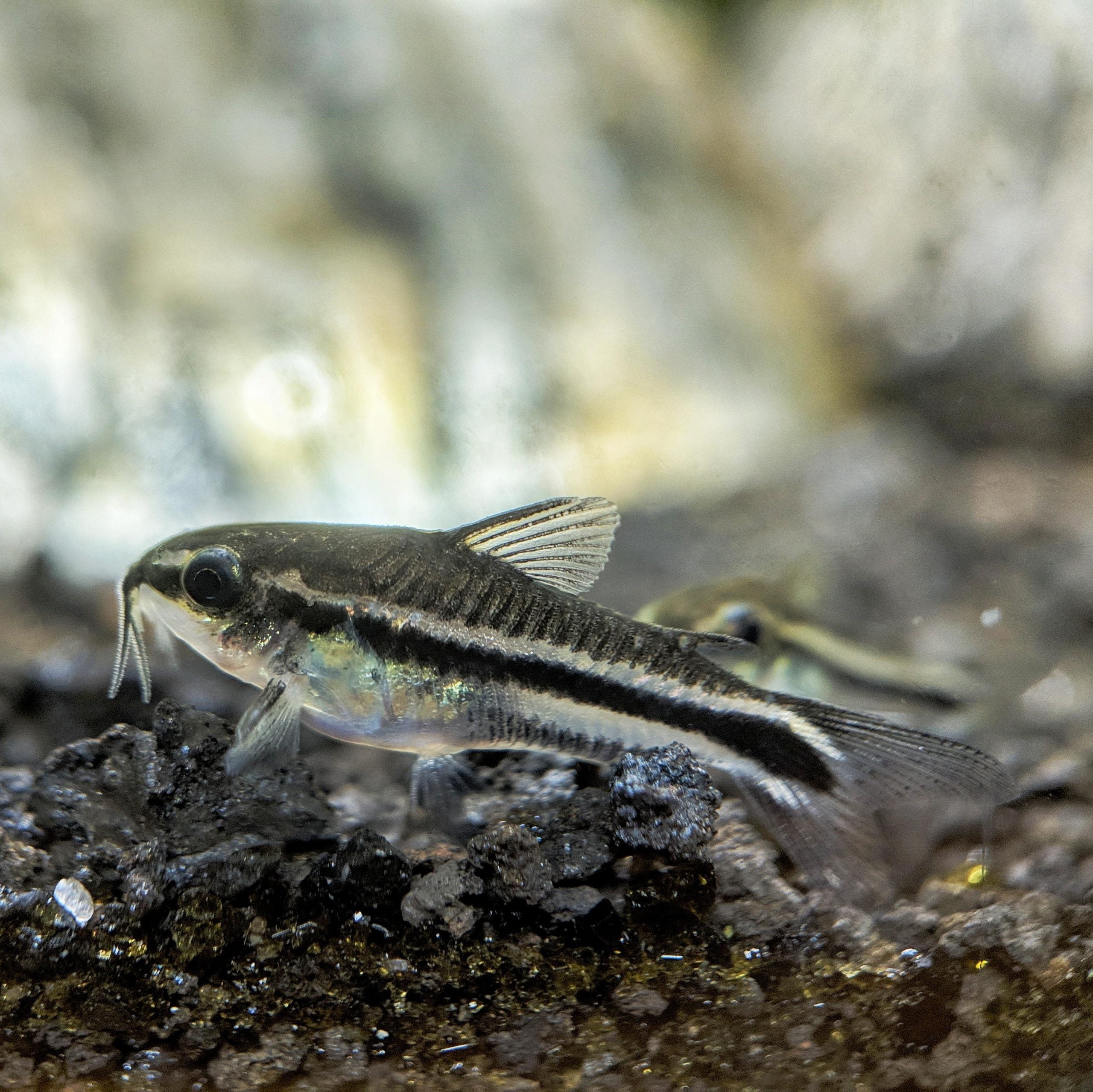 Pygmy Corydoras