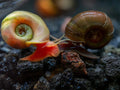 Ramshorn Snails